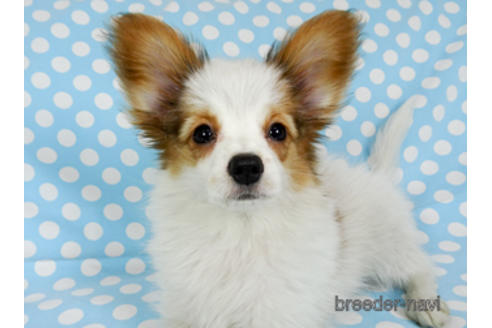 成約済の千葉県のパピヨン-169920の2枚目