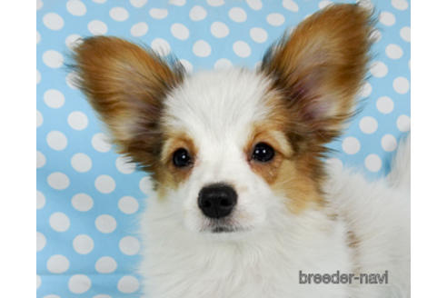 成約済の千葉県のパピヨン-169920