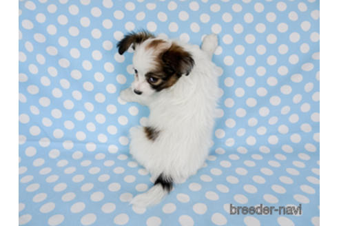 成約済の千葉県のパピヨン-173579の4枚目