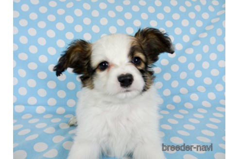 成約済の千葉県のパピヨン-173579の3枚目