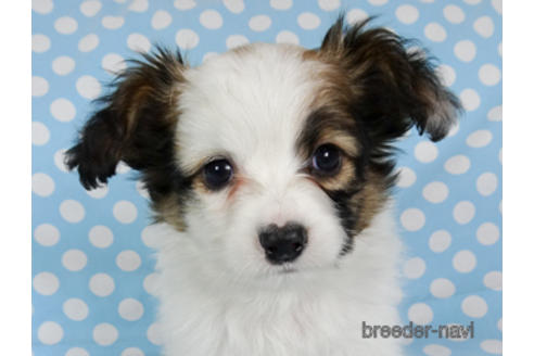 成約済の千葉県のパピヨン-173579