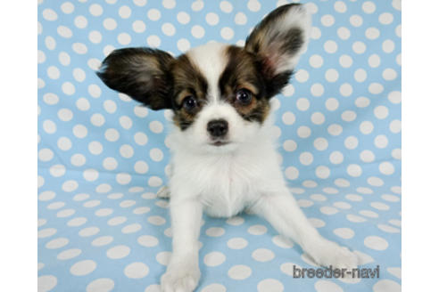 成約済の千葉県のパピヨン-173580の2枚目