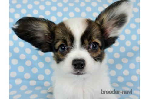 成約済の千葉県のパピヨン-173580