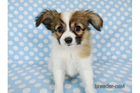 成約済の千葉県のパピヨン-173585の3枚目