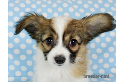 成約済の千葉県のパピヨン-173585の2枚目