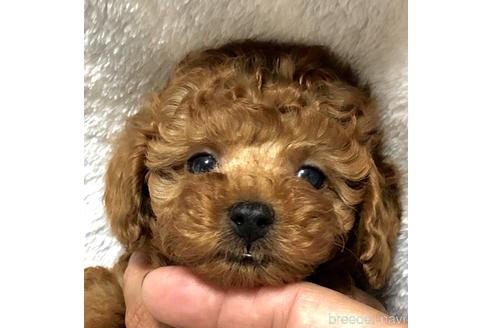 成約済の静岡県のトイプードル-174672の1枚目