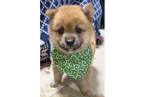 成約済の茨城県の豆柴-175913の1枚目