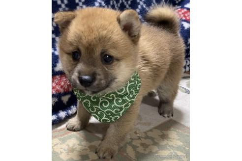 成約済の茨城県の豆柴-175913の3枚目