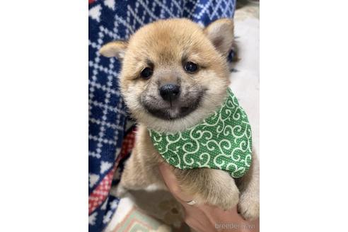 成約済の茨城県の豆柴-175913の5枚目