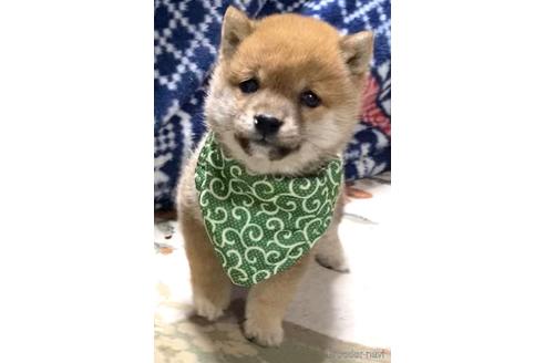 成約済の茨城県の豆柴-175912の1枚目
