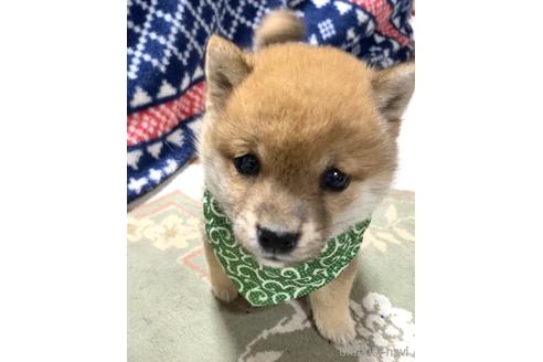 成約済の茨城県の豆柴-175912の2枚目