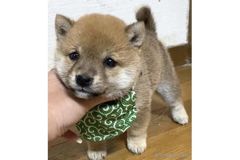 成約済の茨城県の豆柴-175912の3枚目