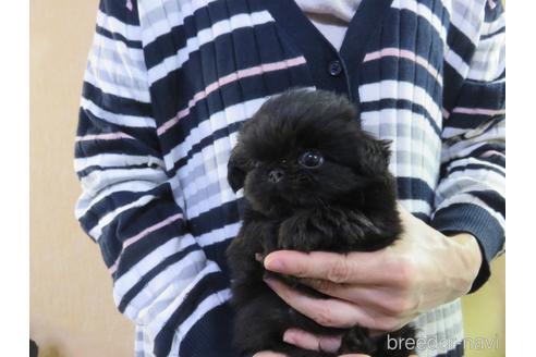 成約済の愛知県のペキニーズ-172744の4枚目