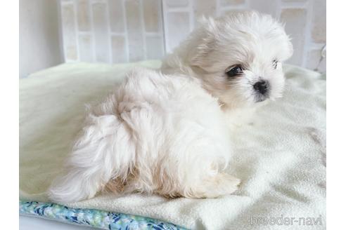 成約済の東京都のミックス犬-176121の2枚目