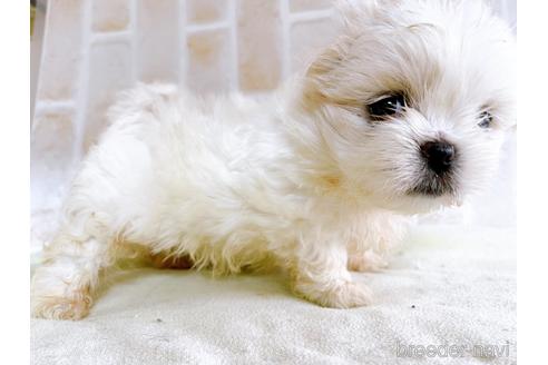 成約済の東京都のミックス犬-176121の3枚目