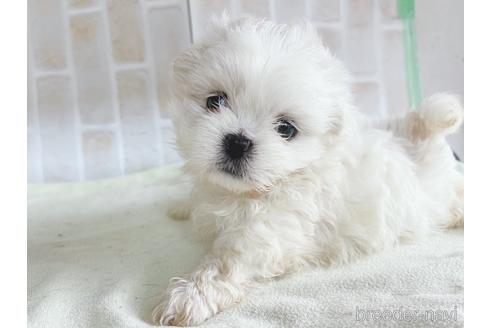 成約済の東京都のミックス犬-176121