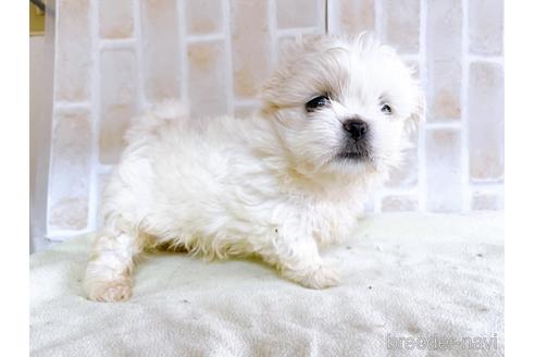 成約済の東京都のミックス犬-176121の4枚目