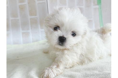 成約済の東京都のミックス犬-176121の5枚目