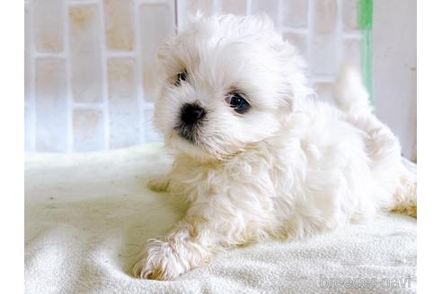 成約済の東京都のミックス犬-176121の6枚目