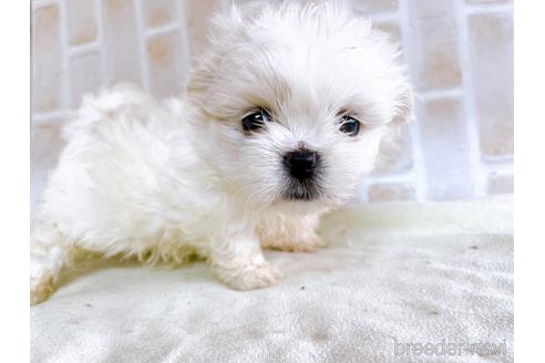 成約済の東京都のミックス犬-176121の7枚目