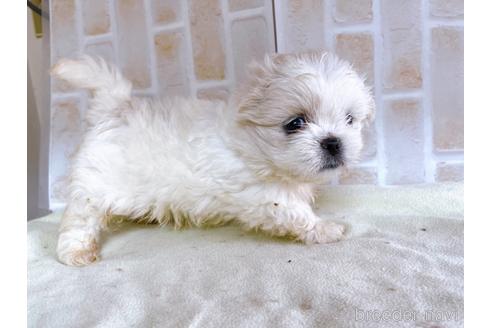 成約済の東京都のミックス犬-176121の8枚目