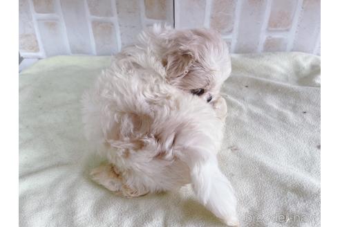 成約済の東京都のミックス犬-176121の9枚目