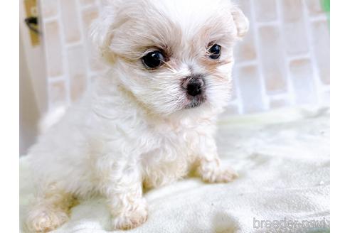 成約済の東京都のミックス犬-176122の7枚目