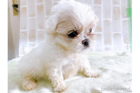 成約済の東京都のミックス犬-176122の8枚目