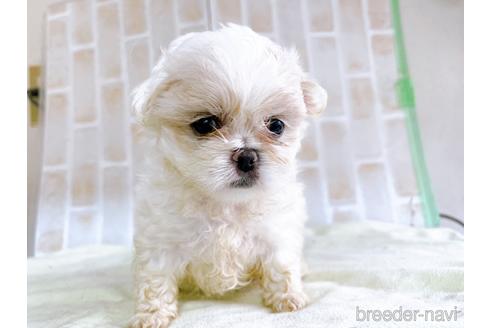 成約済の東京都のミックス犬-176122の10枚目