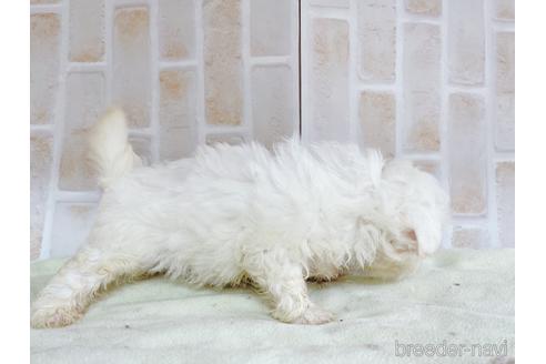 成約済の東京都のミックス犬-176122の11枚目