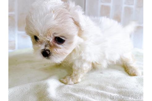 成約済の東京都のミックス犬-176122の12枚目