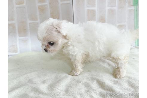 成約済の東京都のミックス犬-176122の13枚目