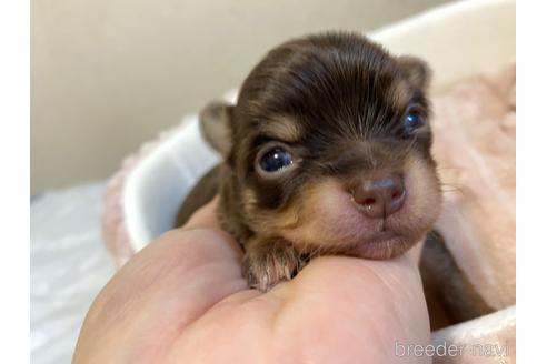 成約済の神奈川県のチワワ(ロングコート)-174810の44枚目