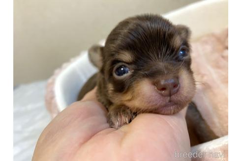 成約済の神奈川県のチワワ(ロングコート)-174810の41枚目