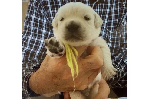 成約済の静岡県のゴールデンレトリーバー-176005の1枚目