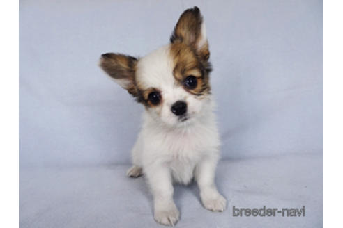 成約済の千葉県のパピヨン-176038の7枚目