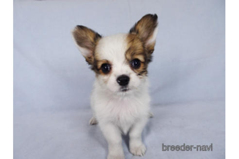 成約済の千葉県のパピヨン-176038の6枚目