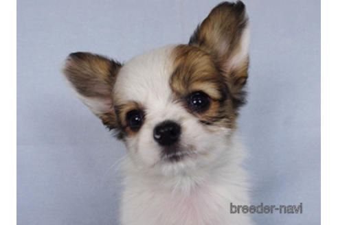 成約済の千葉県のパピヨン-176038の5枚目