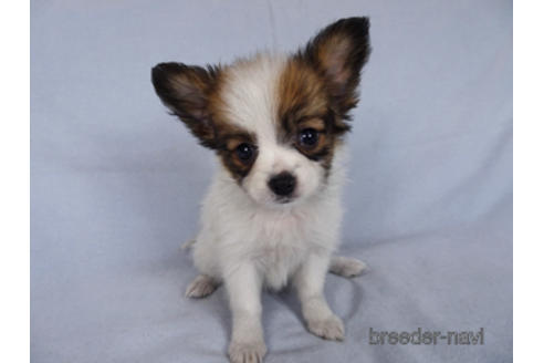 成約済の千葉県のパピヨン-176041の7枚目