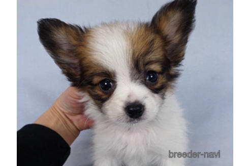 成約済の千葉県のパピヨン-176041の5枚目