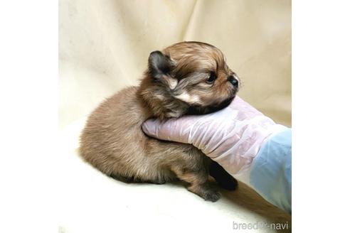 成約済の茨城県のポメラニアン-174519の15枚目