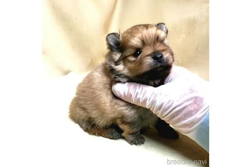 成約済の茨城県のポメラニアン-174519の12枚目
