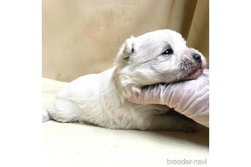 成約済の茨城県のミックス犬-175314の19枚目