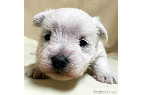 成約済の茨城県のミックス犬-175314の18枚目
