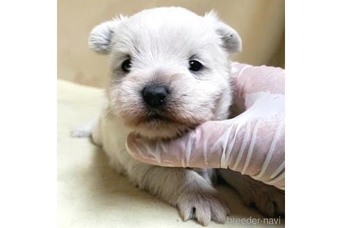 成約済の茨城県のミックス犬-175314の17枚目