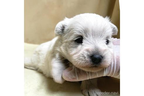 成約済の茨城県のミックス犬-175314の16枚目