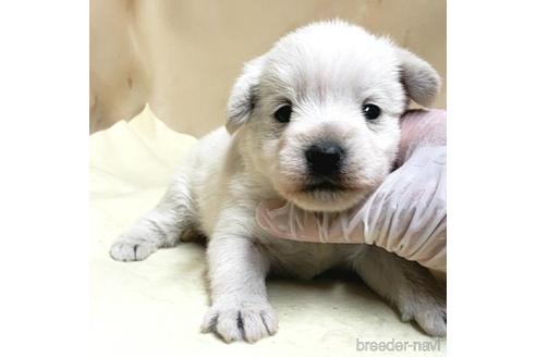 成約済の茨城県のミックス犬-175318の15枚目