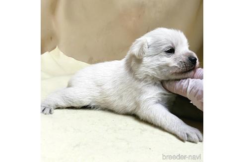 成約済の茨城県のミックス犬-175318の14枚目