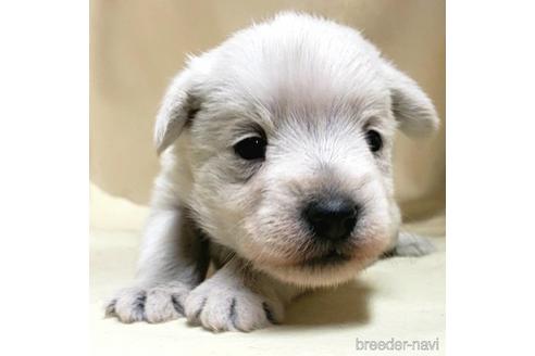 成約済の茨城県のミックス犬-175318の13枚目