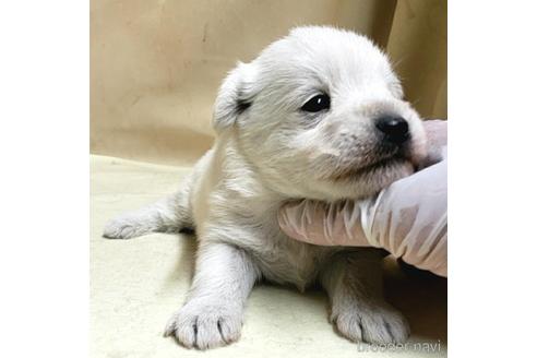 成約済の茨城県のミックス犬-175318の12枚目